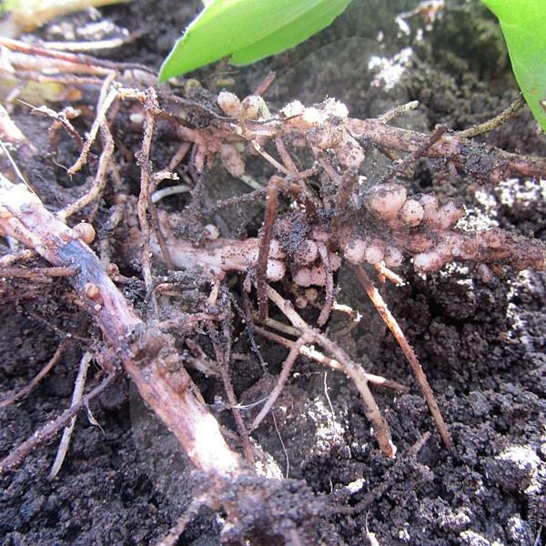 Green Manure Field Beans Seeds