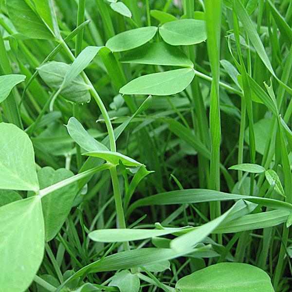 General Mix Green Manure Seeds