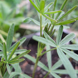 Lupins Green Manure Seeds