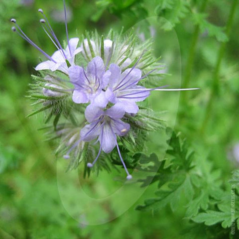 Green Manure Phacelia Seeds