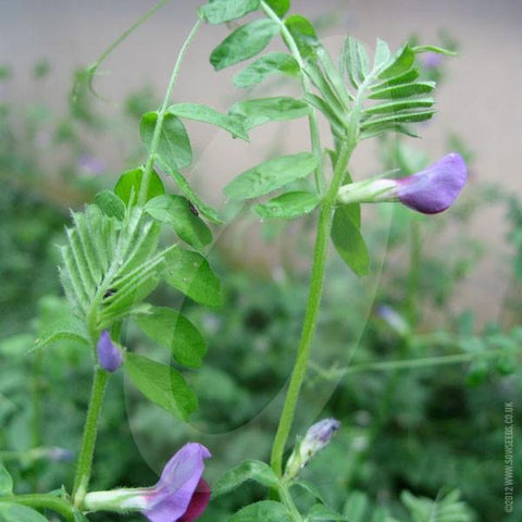 Green Manure Winter Tares (Vetch) Seeds