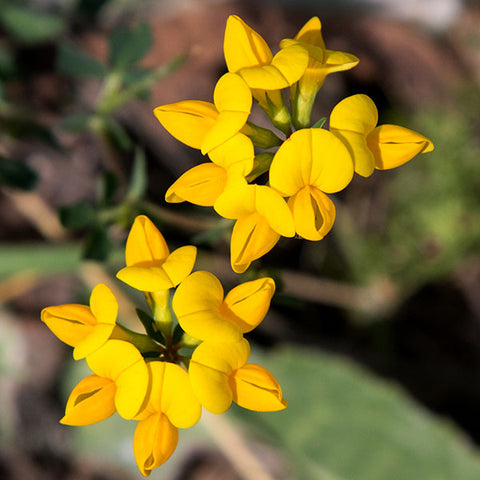 birdsfoot trefoil intersown with sweetcorn