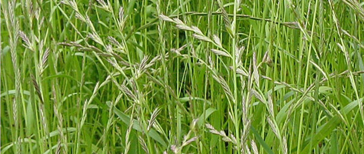 italian rye green manure seeds