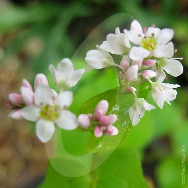 Buckwheat Green Manure Seeds