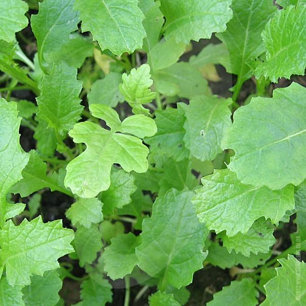 Caliente Mustard 199 Green Manure Seeds