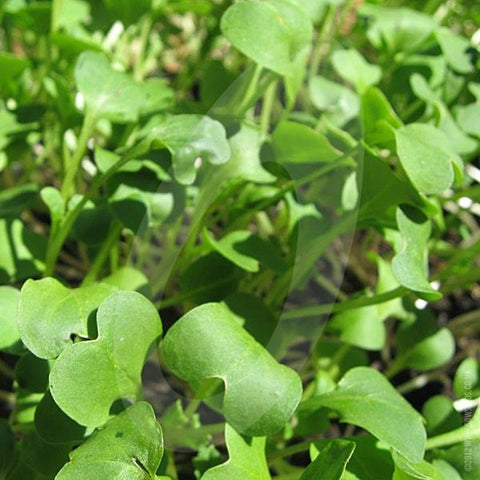 Green Manure Fodder Radish Seeds