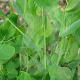 Forage Pea Green Manure Seeds