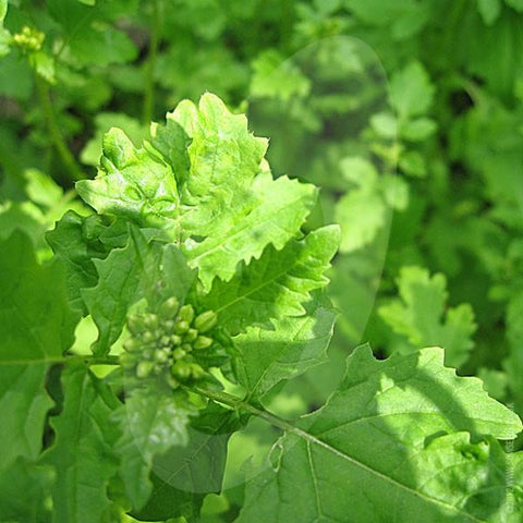 Green Manure Mustard Seeds