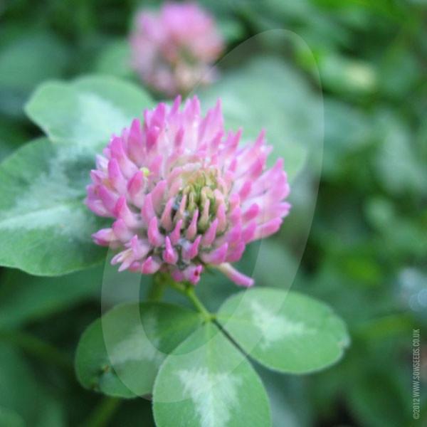 Seeds　Green　Manure　Red　Clover