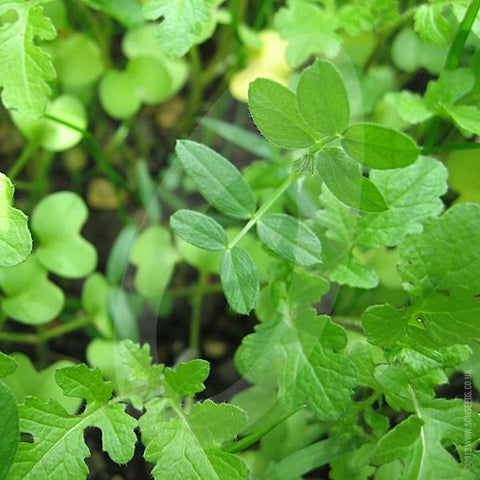 Green Manure Spring Mix Seeds
