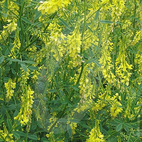 Sweet Clover Green Manure Seeds