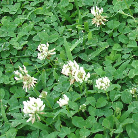 Green Manure White Clover Seeds