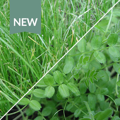 Green Manure Winter Mix Seeds