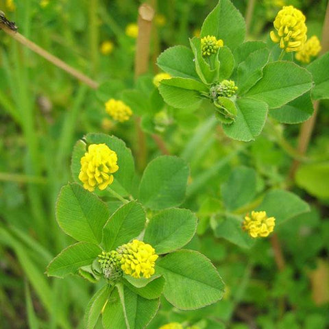 Green Manure Yellow Trefoil Seeds