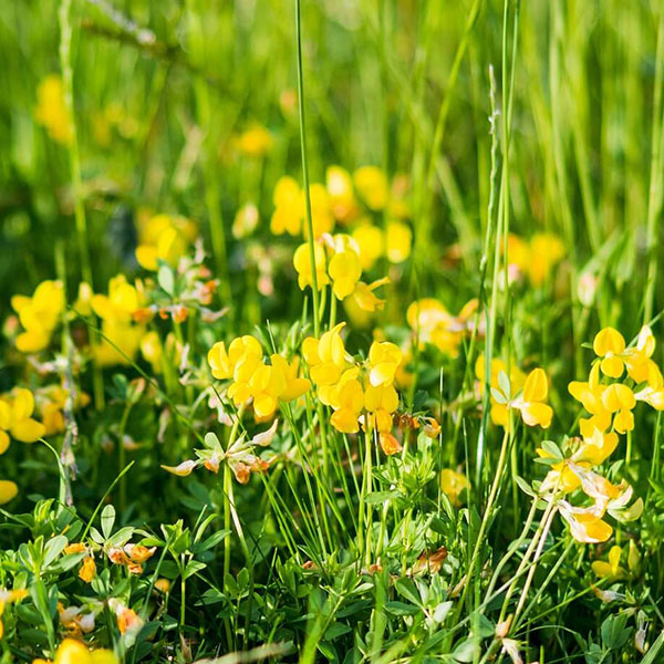 birdsfoot trefoil green manure seeds